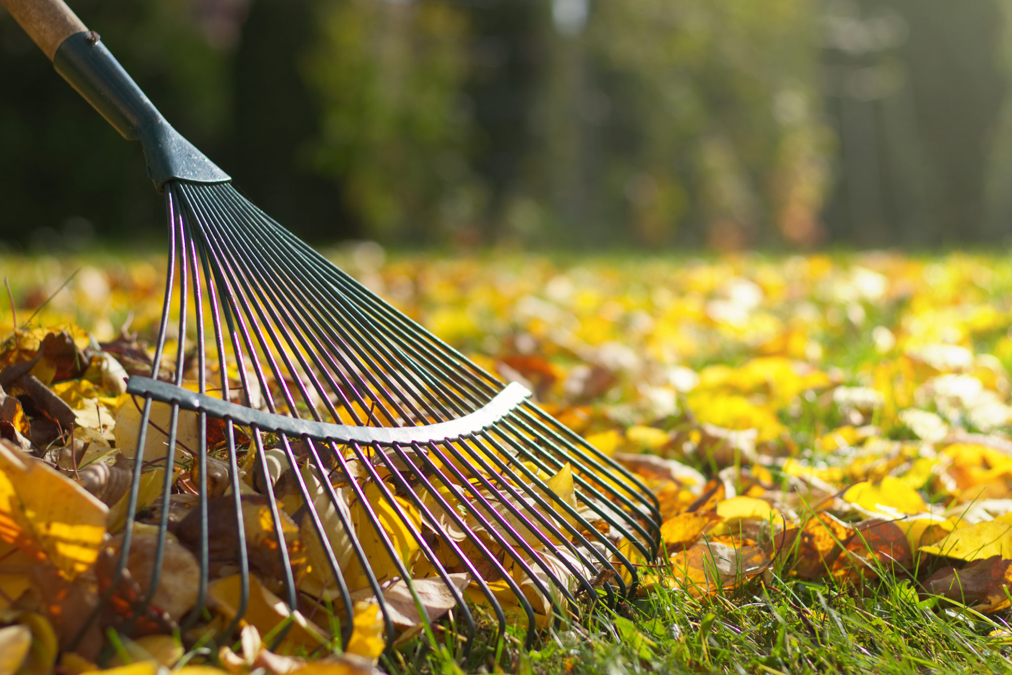 fall leaf cleanup cost